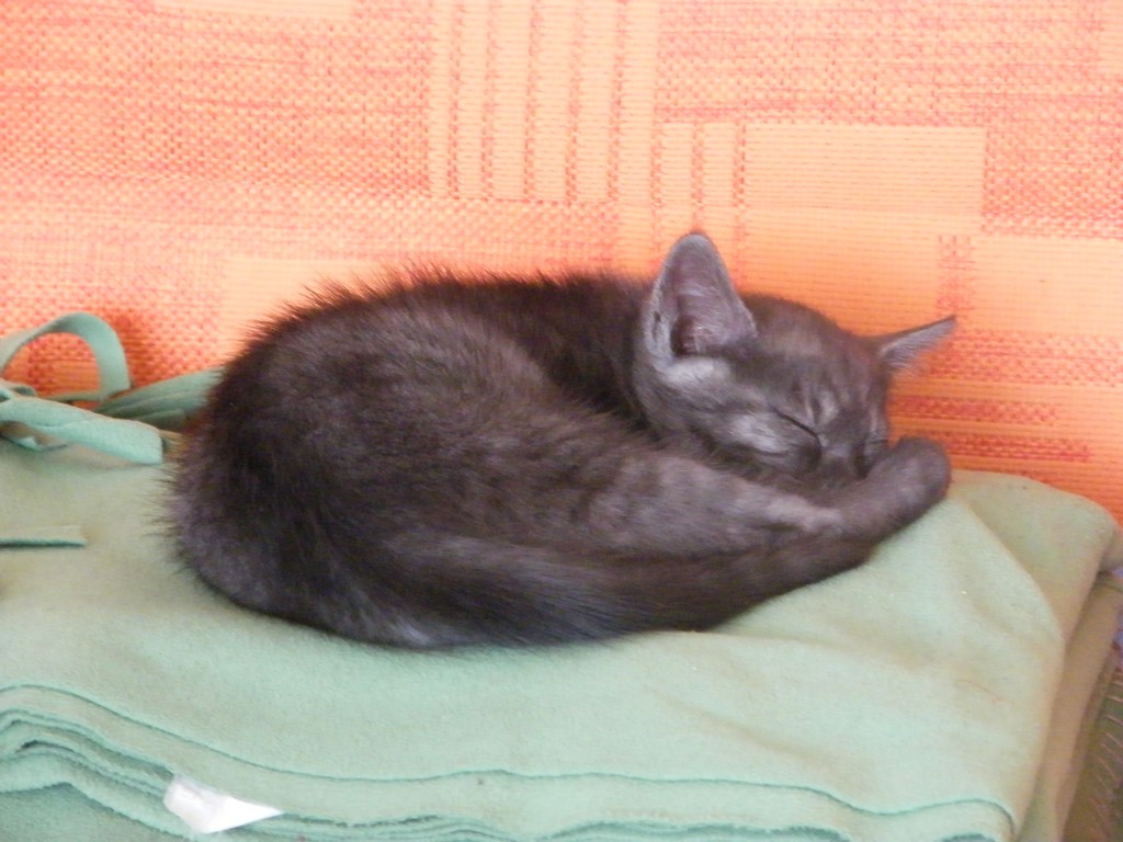 DSCF2466.JPG